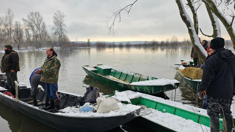 Srbija: Nastavljeno spasavanje zarobljenih životinja sa Krčedinske ade, šta će biti sa divljim konjima 8 Meštani
