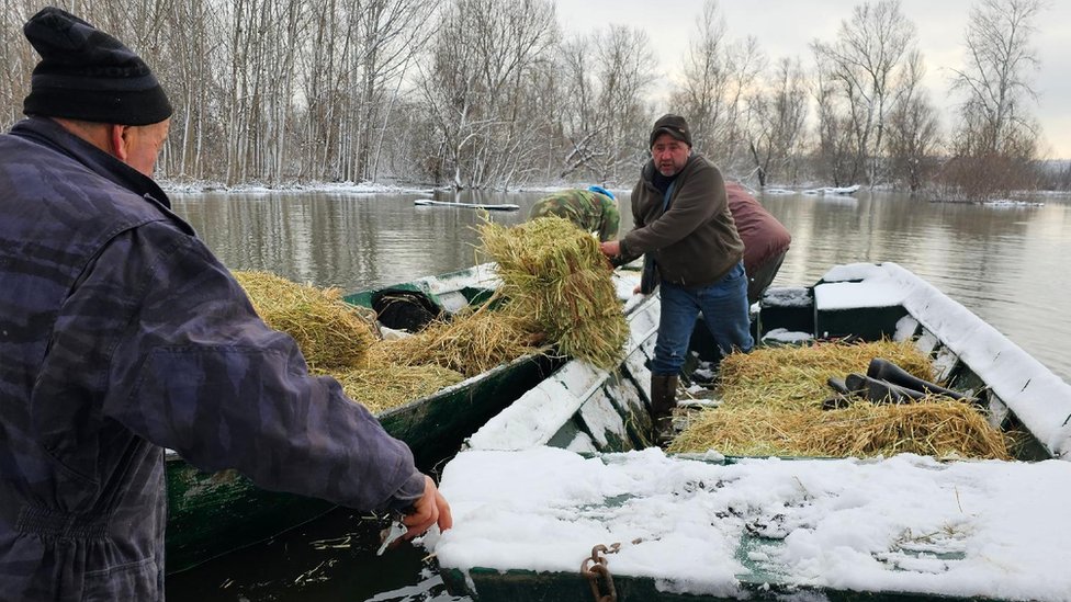 Srbija: Spasavanje zarobljenih životinja sa Krčedinske ade - u fotografijama 9 Meštani donose hranu za životinje