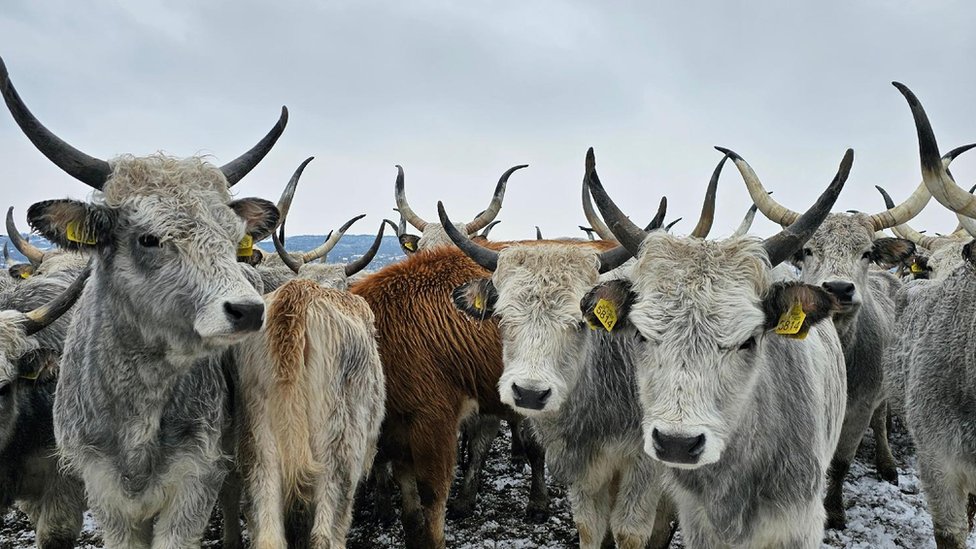 Srbija: Spasavanje životinja sa Krčedinske ade, ali zašto su ostale zarobljene 16 Goveda