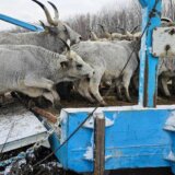 Srbija: Nastavljeno spasavanje zarobljenih životinja sa Krčedinske ade, šta će biti sa divljim konjima 5