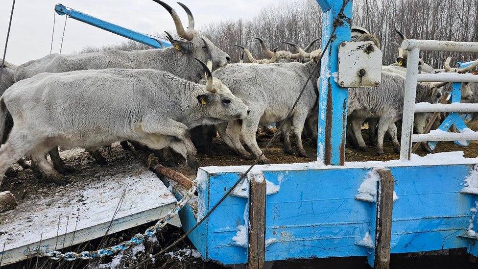 Srbija: Nastavljeno spasavanje zarobljenih životinja sa Krčedinske ade, šta će biti sa divljim konjima 1 stoka, krčedinska ada, spasavanje žiotinja
