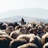 Nauka: Rešena misterija širenja gena multiple skleroze 10