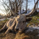 Srbija i priroda: Krčedinska ada - „dunavski safari" na kojem se odvija drama 5