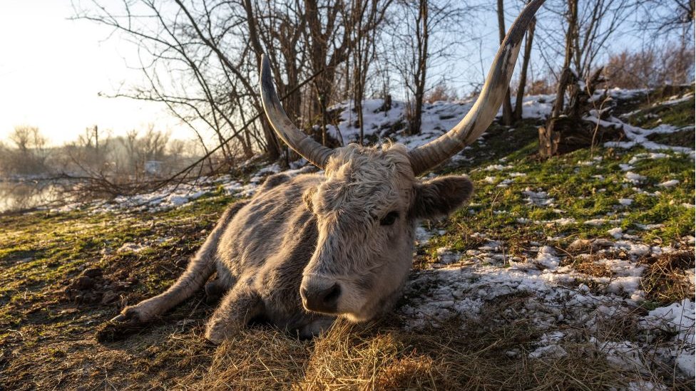 Srbija i priroda: Krčedinska ada - „dunavski safari" na kojem se odvija drama 1 Krava ada