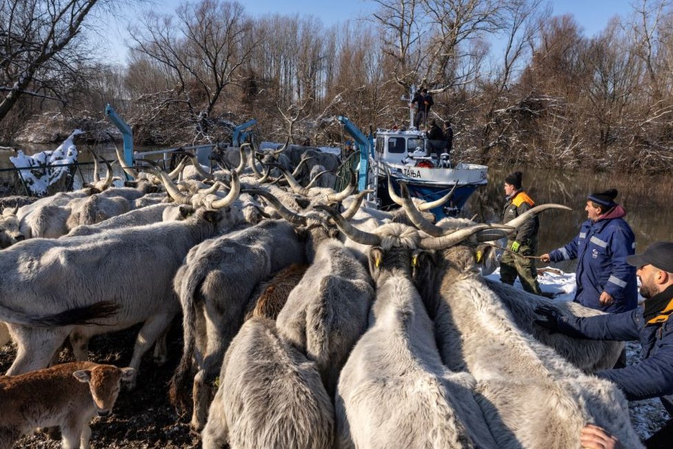 Srbija i priroda: Krčedinska ada - „dunavski safari" na kojem se odvija drama 2 krava