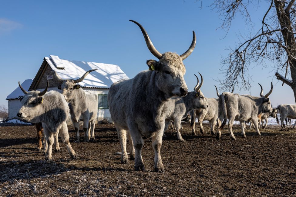 Srbija i priroda: Krčedinska ada - „dunavski safari" na kojem se odvija drama 5 krava