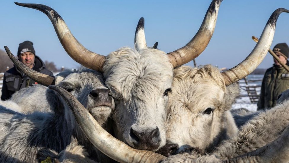 Srbija i priroda: Krčedinska ada - „dunavski safari" na kojem se odvija drama 6 Krava ada