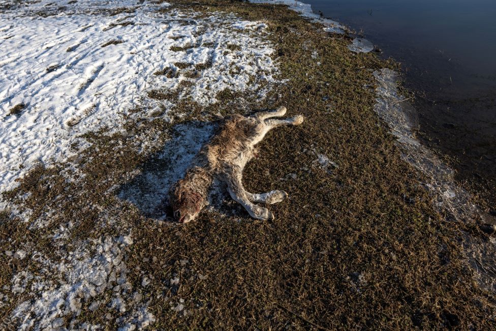 Srbija i priroda: Krčedinska ada - „dunavski safari" na kojem se odvija drama 7 Krava ada
