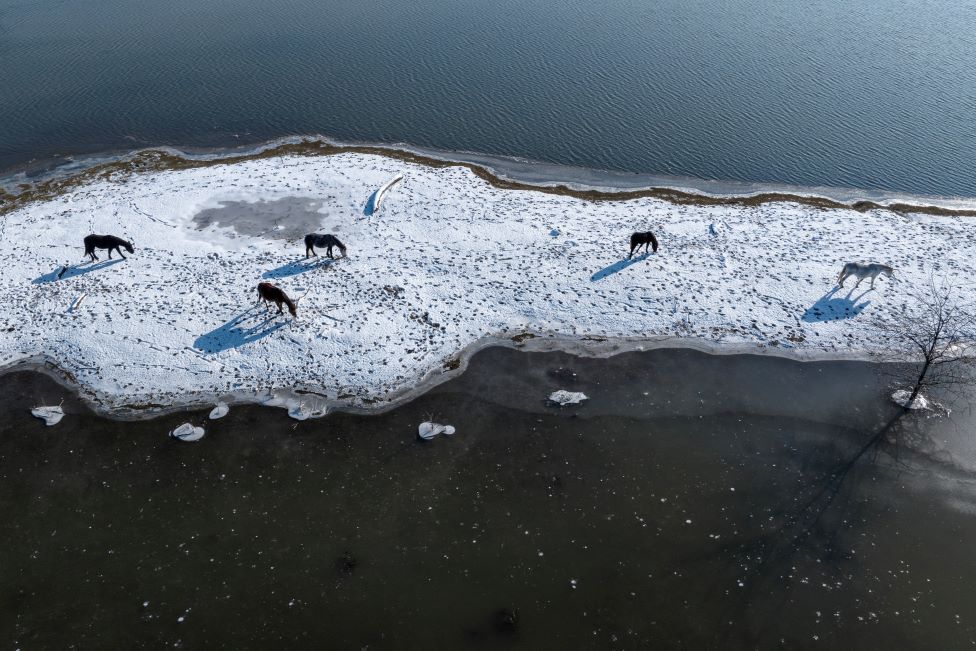 Srbija i priroda: Krčedinska ada - „dunavski safari" na kojem se odvija drama 8 Krava ada