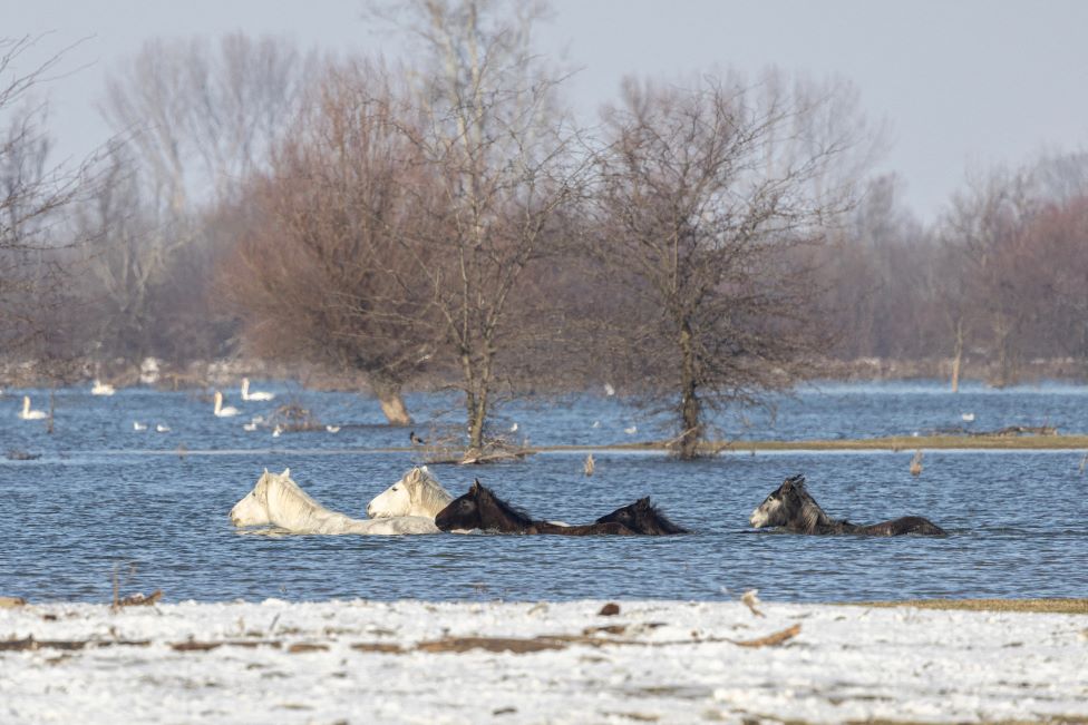 Srbija i priroda: Krčedinska ada - „dunavski safari" na kojem se odvija drama 9 konji