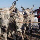 Srbija: Spasavanje životinja sa Krčedinske ade, ali zašto su ostale zarobljene 3