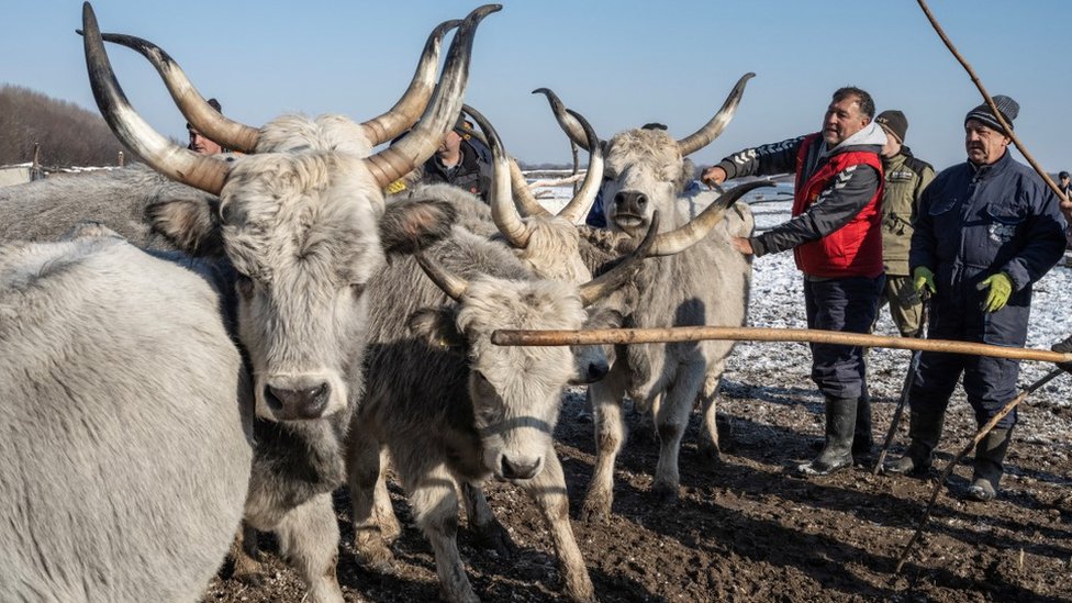 Srbija: Spasavanje životinja sa Krčedinske ade, ali zašto su ostale zarobljene 1 krčedinska ada, goveda, podolska goveda