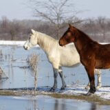 Srbija: Spasavanje životinja sa Krčedinske ade, ko je kriv što su ostale zarobljene 9