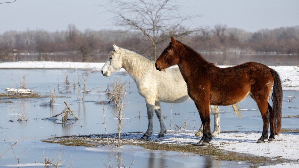 Srbija: Spasavanje životinja sa Krčedinske ade, ko je kriv što su ostale zarobljene 1 Konji na Krčedinskoj adi