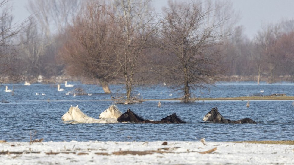 Srbija: Spasavanje životinja sa Krčedinske ade, ko je kriv što su ostale zarobljene 7 Konji na Krčedinskoj adi