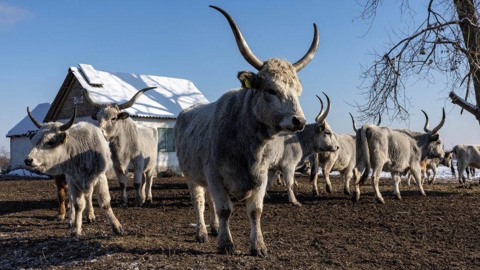 Srbija: Spasavanje životinja sa Krčedinske ade, ko je kriv što su ostale zarobljene 8 Goveda, krčedinska ada
