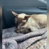 Životinje: Mačka prešla 1.200 kilometara u motoru kombija 4