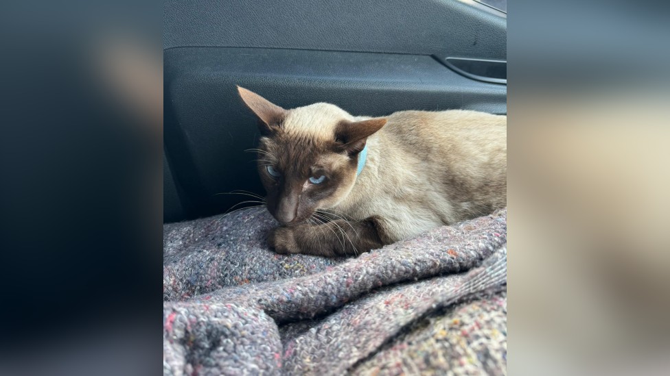 Životinje: Mačka prešla 1.200 kilometara u motoru kombija 1 Jasmine in Jeff's van