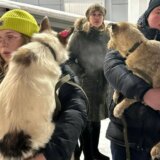 Rusija i prava životinja: Dramatična kampanja da se psi lutalice spasu od uspavljivanja 9