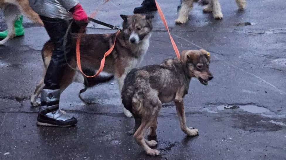 Rusija i prava životinja: Dramatična kampanja da se psi lutalice spasu od uspavljivanja 3 Lutalica na povocu