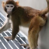 Nauka: Kloniran rezus majmun da bi se ubrzala medicinska istraživanja 3