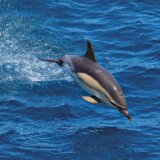Životinje: Francuska privremeno zabranjuje ribolov kako bi spasila delfine 11