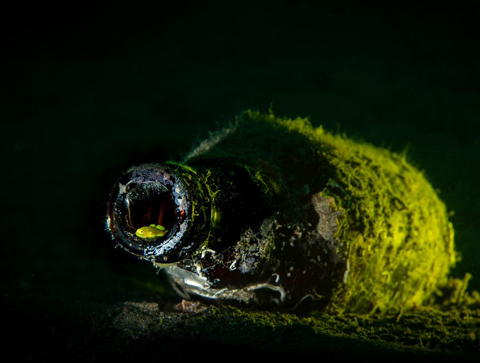 Najbolje turističke fotografije godine: Od šamana u Sibiru do zadivljujućih pejzaža 10 Žuti Gobi u odbačenoj staklenoj boci u okeanu u Anilau, Filipini