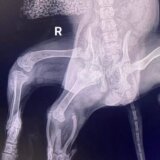 Životinje: Psu rođenom sa šest nogu uspešno amputirana dva ekstremiteta 2