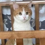 Rusija i životinje: Uginula mačka koju je kondukterka izbacila iz voza 6