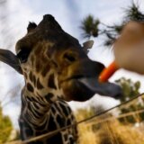 Životinje i Meksiko: Žirafa Benito putuje ka novom domu, bežeći od ekstremnih temperatura 4