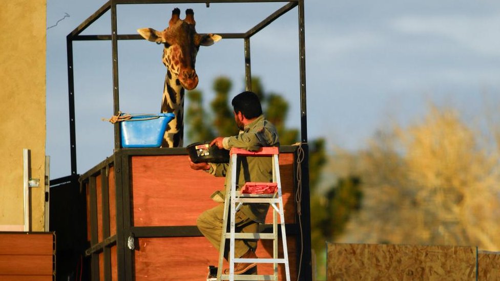 Životinje i Meksiko: Žirafa Benito putuje ka novom domu, bežeći od ekstremnih temperatura 2 žirafa