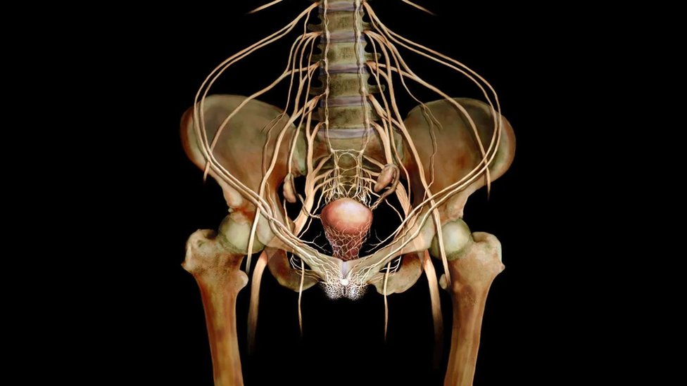 Seks: Misterija ženskog orgazma 4 Vagina i klitoris imaju mnoge direktne putanje do mozga