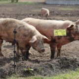 RZS: U Srbiji za godinu dana smanjen broj svinja za skoro 20 odsto 7
