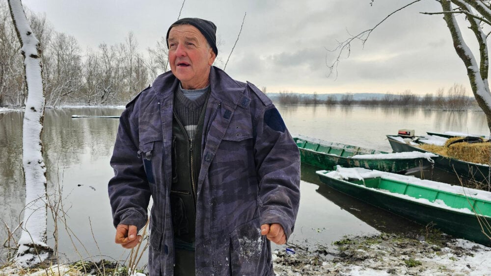 Spasena većina krava sa Krčedinske ade, sutra spasavanje konja (FOTO/VIDEO) 5