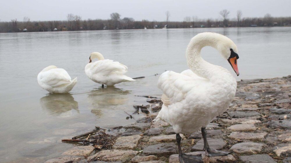 Šta nam meteorolozi predviđaju za februar? 1