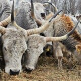 Muke Krčedinske ade 9