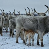 Nastavlja se evakuacija krava sa Krčedinske ade 13