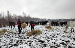 Pripadnici MUP zarobljenim životinjama na Krčedinskoj adi odneli hranu (FOTO) 8