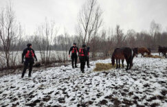 Pripadnici MUP zarobljenim životinjama na Krčedinskoj adi odneli hranu (FOTO) 9