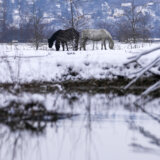 Ponovo odložena evakuacija konja sa Krčedinske ade 2