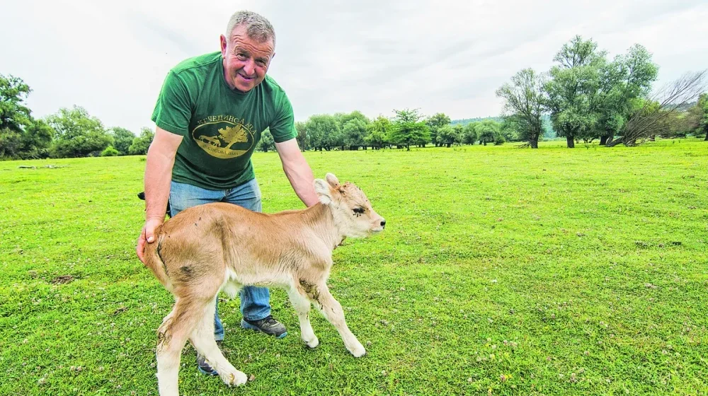 Milenko Plavšić oteran sa Krčedinske ade: "Moram da platim skoro 10.000 evra jer su moje četiri krave navodno ušle na zemljište koje je zakupio Marijan Rističević" 1