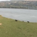 Mirović: Sutra će biti evakuisana stoka s Krčedinske ade 11