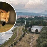 Besne lisice stigle u grad: Kako je Niš proglašen područjem zaraženim besnilom? 5