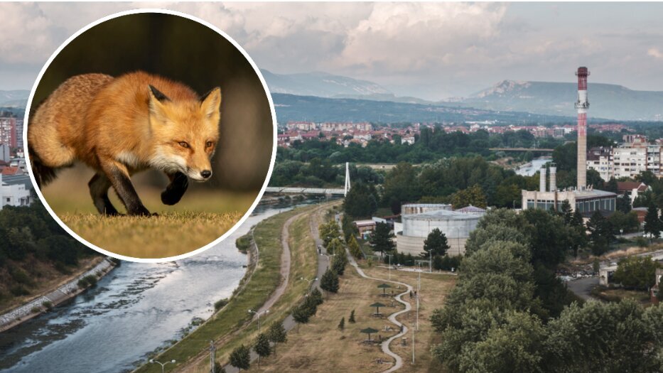 Besne lisice stigle u grad: Kako je Niš proglašen područjem zaraženim besnilom? 1