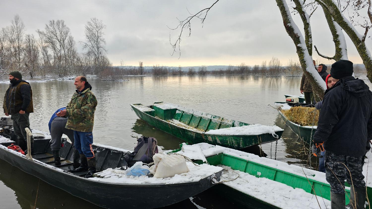 Spasena većina krava sa Krčedinske ade, sutra spasavanje konja (FOTO/VIDEO) 7 Spasena većina krava sa Krčedinske ade, sutra spasavanje konja (FOTO/VIDEO) 7