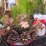 Program obеlеžavanja Božićnih dana u Zajеčaru 7