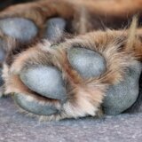 "Kada vidite ovako nešto imate milion pitanja i malo odgovora": U okolini Novog Sada pas ubijen na svirep način 2