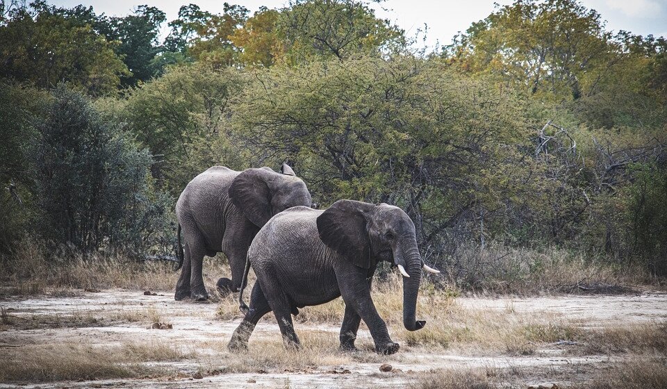 Najmanje 160 slonova uginulo zbog suše u Zimbabveu, mnogi i dalje u opasnosti 1