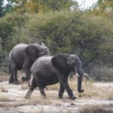 Najmanje 160 slonova uginulo zbog suše u Zimbabveu, mnogi i dalje u opasnosti 9