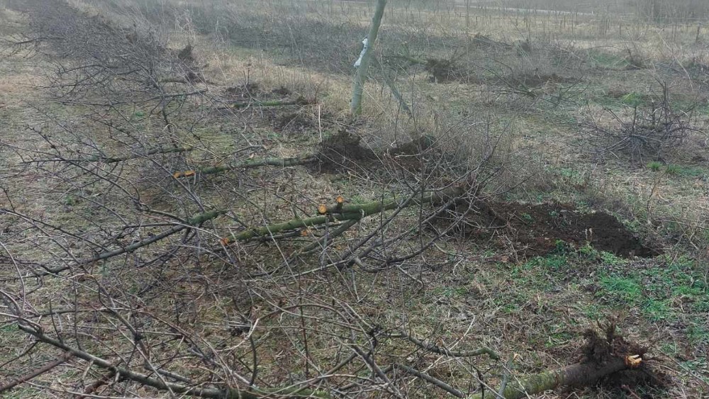 Nakon pisanja Danasa poljoprivredniku iz sela pored Zaječara isplaćen zaostali dug za otkup višanja 3